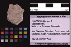 Foto (Objekt + Etiketten) von Decapoda indet. (NHMW-GEO-1990-0041-0148)